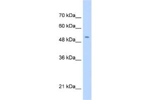 WB Suggested Anti-C11orf24 Antibody Titration:  0. (C11orf24 anticorps  (N-Term))
