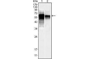Western blot analysis using MAPK10 mouse mAb against NIH/3T3 (1) and SKN-SH (2) cell lysate. (MAPK10 anticorps  (AA 28-233))