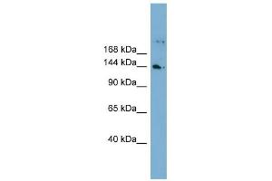 WDR35 antibody used at 1 ug/ml to detect target protein. (WDR35 anticorps  (N-Term))