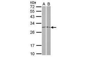 Image no. 1 for anti-Mitochondrial Ribosomal Protein L19 (MRPL19) (AA 106-292) antibody (ABIN1499557)
