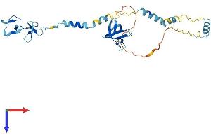 AlphaFold protein structure predicition of Mouse Recombinant Nebl Protein, UniprotID Q9DC07