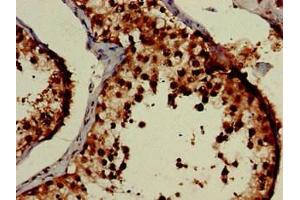Immunohistochemistry of paraffin-embedded human testis tissue using ABIN7152172 at dilution of 1:100