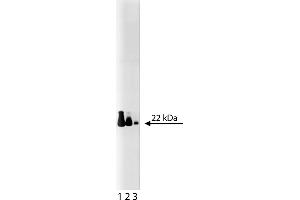 Western Blotting (WB) image for anti-Cell Division Cycle 42 (GTP Binding Protein, 25kDa) (CDC42) (AA 1-191) antibody (ABIN968256) (CDC42 anticorps  (AA 1-191))