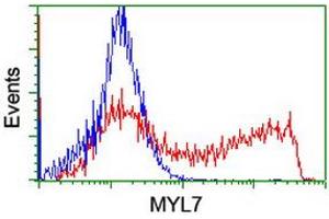 Image no. 1 for anti-Myosin Light Chain 7, Regulatory (MYL7) antibody (ABIN1499492) (MYL7 anticorps)