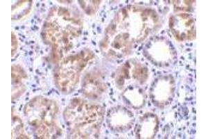 Immunohistochemistry of CTRP1 in human kidney tissue with CTRP1 antibody at 10 μg/ml.