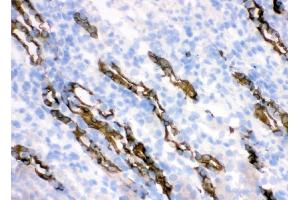 IHC analysis of HSD11B2 using anti-HSD11B2 antibody (ABIN3043846). (HSD11B2 anticorps  (C-Term))