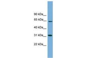 Image no. 1 for anti-Hydroxysteroid (17-Beta) Dehydrogenase 11 (HSD17B11) (AA 35-84) antibody (ABIN6744698) (HSD17B11 anticorps  (AA 35-84))