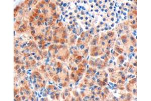 ABIN185522 (3µg/ml) staining of paraffin embedded Human Pancreas. (FZD8 anticorps  (C-Term))