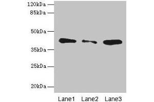 Western blot All lanes: SGCA antibody at 0. (SGCA anticorps  (AA 24-290))