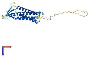 AlphaFold protein structure predicition of Human Recombinant CLDN15 Protein, UniprotID P56746