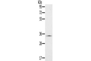 Western Blotting (WB) image for anti-NADH Dehydrogenase (Ubiquinone) 1 alpha Subcomplex, 9, 39kDa (NDUFA9) antibody (ABIN2423847) (NDUFA9 anticorps)