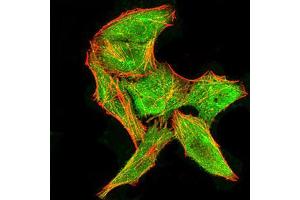 Immunofluorescence analysis of Hela cells using DDX3X mouse mAb (green).