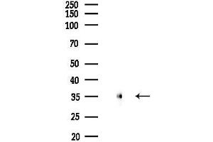 anti-ZFP36 Ring Finger Protein-Like 1 (ZFP36L1) (pSer92) antibody