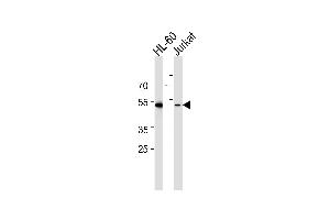 Western blot analysis of lysates from HL-60, Jurkat cell line (from left to right), using RUNX3 Antibody at 1:1000 at each lane. (RUNX3 anticorps  (AA 168-197))