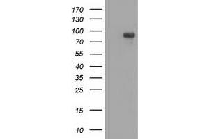 Western Blotting (WB) image for anti-Mitogen-Activated Protein Kinase 12 (MAPK12) antibody (ABIN1499302) (MAPK12 anticorps)