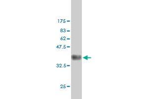 Western Blot detection against Immunogen (35.