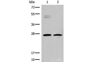Western blot analysis of K562 and Jurkat cell lysates using HLA-DMB Polyclonal Antibody at dilution of 1:550 (HLA-DMB anticorps)