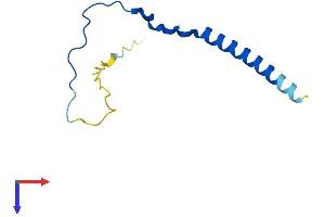 AlphaFold protein structure predicition of Human Recombinant BBIP1 Protein, UniprotID A8MTZ0