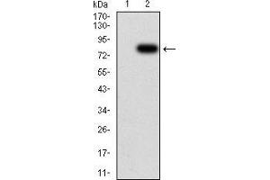 Western blot analysis using KPNA2 mAb against HEK293 (1) and KPNA2 (AA: 1-530)-hIgGFc transfected HEK293 (2) cell lysate.