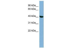 PRKX antibody used at 1 ug/ml to detect target protein. (PRKX anticorps  (N-Term))