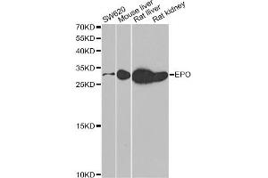Western blot analysis of extracts of various cell lines, using EPO antibody (ABIN5973306) at 1/500 dilution. (EPO anticorps)