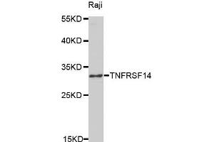 Western blot analysis of extracts of Raji cell line, using TNFRSF14 antibody. (HVEM anticorps  (AA 39-202))