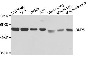 Western blot analysis of extracts of various cell lines, using BMP5 antibody. (BMP5 anticorps)