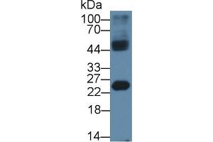 Western Blot; Sample: Mouse Testis lysate; Primary Ab: 1µg/ml Rabbit Anti-Human HMGB4 Antibody Second Ab: 0. (HMGB4 anticorps  (AA 25-167))