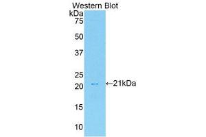 Western Blotting (WB) image for anti-Hepatocyte Growth Factor (Hepapoietin A, Scatter Factor) (HGF) (AA 306-471) antibody (ABIN3209598) (HGF anticorps  (AA 306-471))