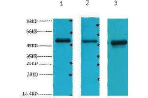 Western Blotting (WB) image for anti-Fumarate Hydratase (FH) antibody (ABIN3178626) (FH anticorps)
