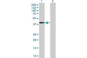 Western Blot analysis of BSND expression in transfected 293T cell line by BSND MaxPab polyclonal antibody. (BSND anticorps  (AA 1-320))