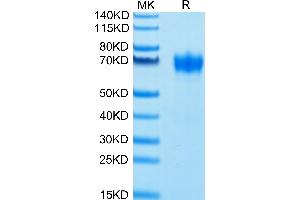 Biotinylated Human CSF2R on Tris-Bis PAGE under reduced conditions.