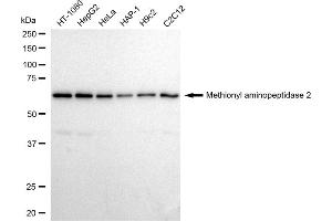 Western blotting analysis using Methionyl aminopeptidase 2 antibody (ABIN7799384). (Recombinant METAP2 anticorps)