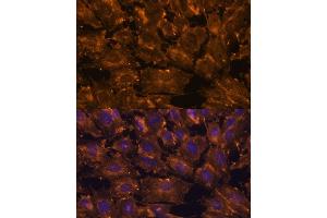 Immunofluorescence analysis of C6 cells using SCGB3A2 antibody (ABIN6147429) at dilution of 1:100.