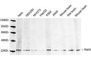 Western blot analysis of lysates using 1 µg/mL Rabbit Anti-Rab5 Polyclonal Antibody (ABIN398815) The signal was developed with IRDyeTM 800 Conjugated Goat Anti-Rabbit IgG. (RAB5 anticorps  (AA 150-200))