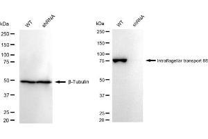 Western blotting analysis using Intraflagellar transport 88 antibody (ABIN7799119). (Recombinant IFT88 anticorps)