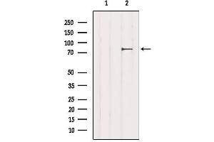 Western blot analysis of extracts from 3T3, using CHAT Antibody. (Choline Acetyltransferase anticorps  (C-Term))