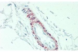 anti-Interleukin 3 (IL-3) (AA 20-152) antibody