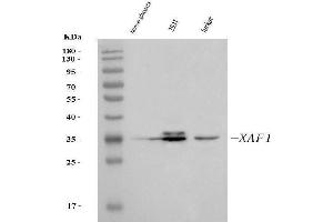 Western blot analysis of XAF1 using anti-XAF1 antibody (ABIN7600450).
