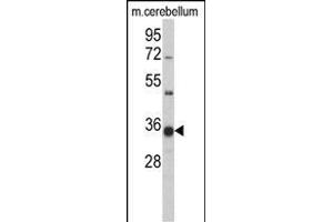 Western blot analysis ofGGPS1 Antibody (C-term) (ABIN389056 and ABIN2839265) in mouse cerbellum tissue lysates (35 μg/lane). (GGPS1 anticorps  (C-Term))