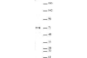 SMAD4 antibody (pAb) tested by Western blot. (SMAD4 anticorps  (N-Term))
