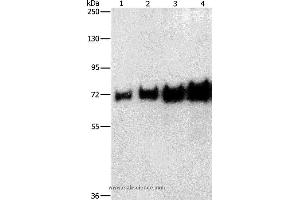 Western blot analysis of 0. (BSA anticorps)
