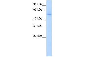 WB Suggested Anti-NAB1 Antibody Titration:  0. (NAB1 anticorps  (N-Term))