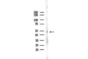 Western blot analysis of lysates from Mouse brain, using GPRC5B Antibody at 1/1000 dilution.