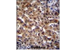 SCA5B Antibody (N-term) (ABIN655215 and ABIN2844826) immunohistochemistry analysis in formalin fixed and raffin embedded human liver tissue followed by peroxidase conjugation of the secondary antibody and DAB staining. (SPACA5B anticorps  (N-Term))