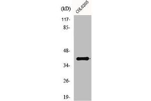 Western Blot analysis of HepG2 cells using GPR52 Polyclonal Antibody (GPR52 anticorps  (C-Term))