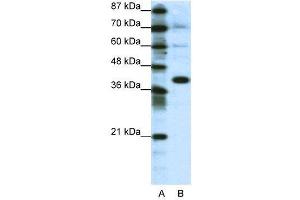 WB Suggested Anti-JUN  Antibody Titration: 1. (C-JUN anticorps  (N-Term))