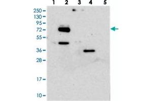 Western blot analysis of Lane 1: RT-4, Lane 2: U-251 MG, Lane 3: Human Plasma, Lane 4: Liver, Lane 5: Tonsil with EYA4 polyclonal antibody . (EYA4 anticorps)