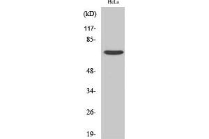anti-Frizzled Family Receptor 1 (Fzd1) (AA 30-110) antibody