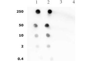 Histone H4 pan-acetyl antibody (pAb) tested by dot blot analysis. (Histone H4 anticorps  (acetylated, N-Term))